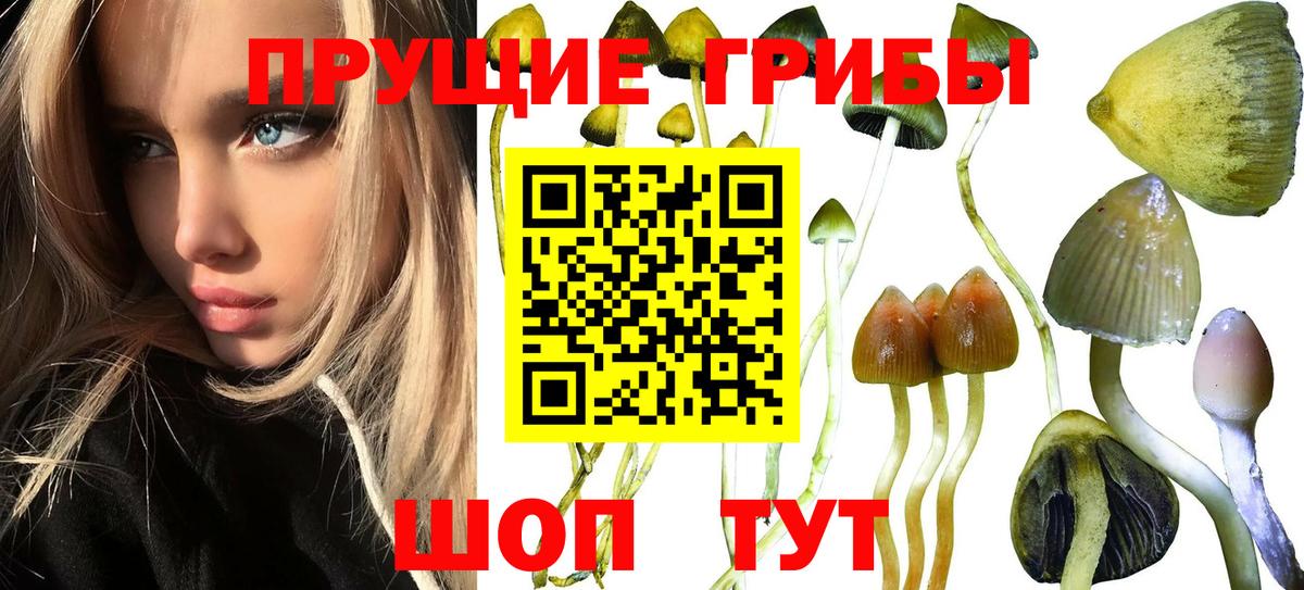 Галлюциногенные грибы Psilocybe  купить наркотики цена  Джанкой  Вход с VPN 